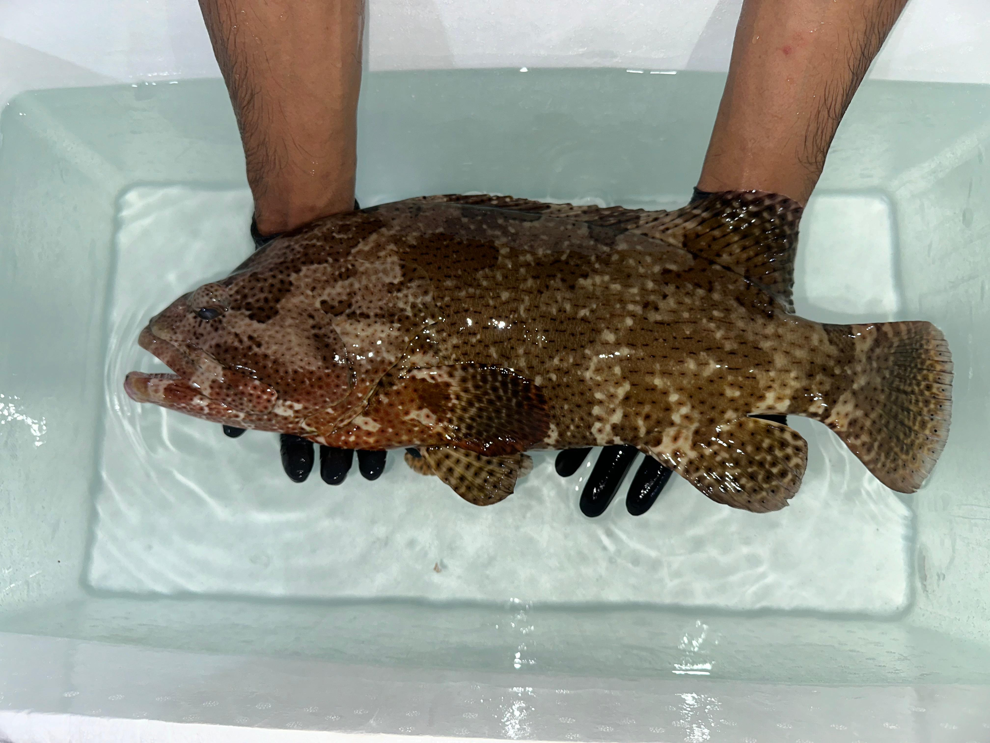 Tiger Grouper