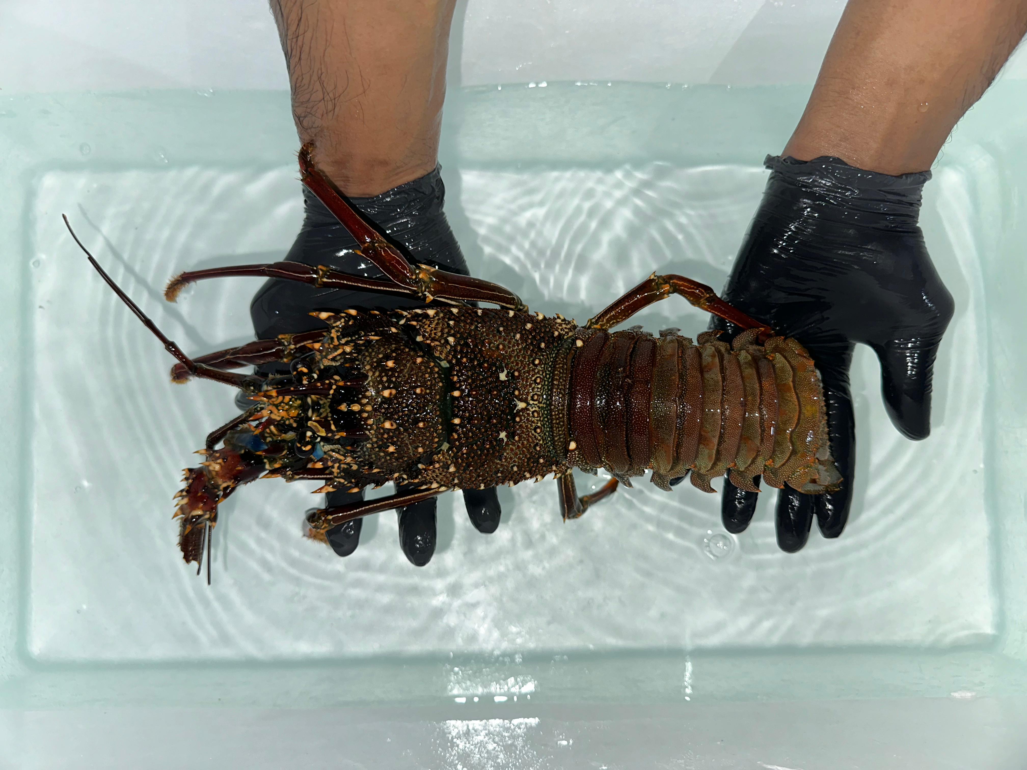 Lobster Batu