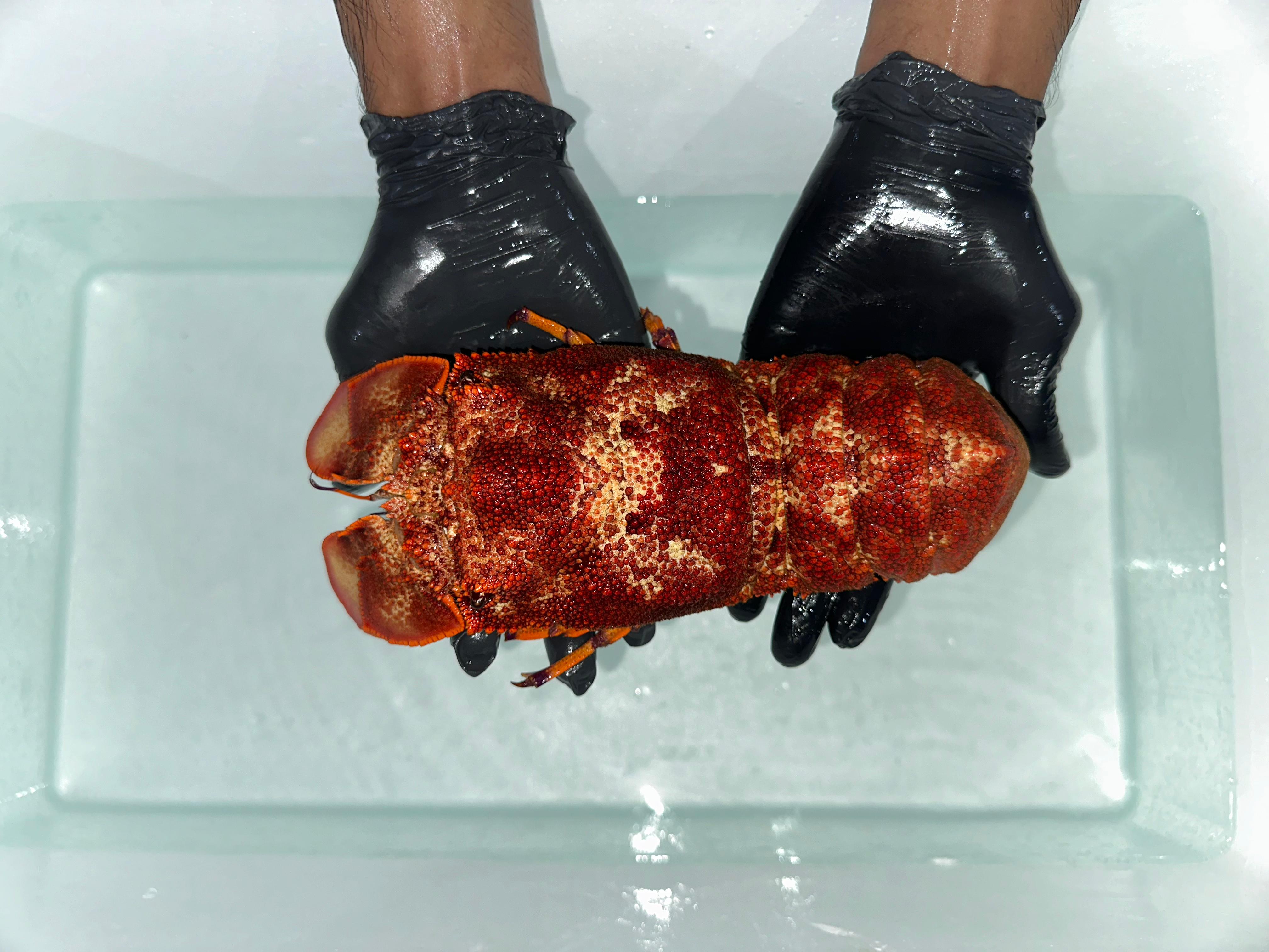 Lobster Kipas Tanduk